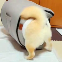 犬用ハウスが『サイズ違いで届いた』結果→犬が無理やり入ろうとして…思わず吹き出す『まさかの結末』に反響「ハウスごとｗｗ」「めちゃ笑った」