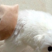 『犬がおもちゃを持ってきた』と思って振り向いたら…予想と違いすぎる『まさかのハプニングと表情』に4万いいね「申し訳なさそうｗ」「可愛い」