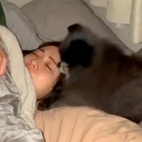朝4時、寂しくてベッドに入ってきた犬→抱きしめてあげると…とんでもなく尊い『電池切れの瞬間』が19万再生「赤ちゃん」「幸せな夢見そう」