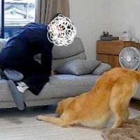 入院中、ふと家のカメラをのぞき見した結果→『夫と大型犬が遊んでる』と思ったら…『衝撃の瞬間』が39万再生「見事なV字ｗ」「ドン引きで草」