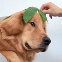 大型犬に葉っぱを乗せ『似合ってる』と言ってみた結果→まるで人間のような『まさかの表情』が16万再生「伝わってるｗ」「まんざらでもない」