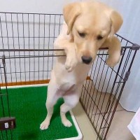 子犬がサークルから出たがるので『扉を開けてあげた』結果…まさかの『コントのような光景』に爆笑続々「可愛すぎる」「必死なんだねｗｗ」