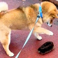 雨上がりに『落ちているタワシ』を発見した犬→恐る恐る近づいて…あまりにも愛おしい『戦いに挑む光景』が４万再生「強敵で草」「全部可愛い」
