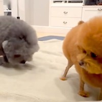 アニメキャラのような犬たちを『公園で散歩させた』結果→目撃した人々が…思わず笑顔になる光景が31万再生「ぜひ遭遇したい」「吹いたｗｗ」