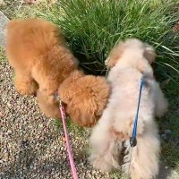 『突然パパがいなくなったら、犬たちはどうするか』を検証した結果→『探してくれる』と思いきや…まさかの展開に「元気出してｗ」「笑った」の声