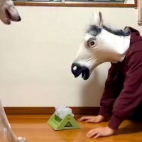 馬の被り物をした男性→そのまま『犬におもちゃの使い方を教えた』結果…あまりにもシュールな光景が160万再生「ポカーン顔ｗ」「困ってて草」