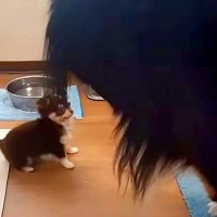 たった1kgの子犬が『40kg越えの超大型犬』と遊んだ結果→あまりにも愛おしい『サイズ差』が50万再生「心は大型犬ｗ」「可愛いの渋滞」