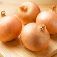 犬が『たまねぎ』を誤食した場合の致死量とは？危険な中毒症状まで解説