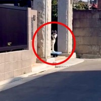帰宅拒否をする大型犬→なんとか運び出した結果…犬とは思えない『まさかの移動方法』が108万再生「可愛くて息できないｗｗ」「吹いた」と爆笑