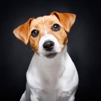 『安易に飼ってはいけない』犬種5選　飼育が難しいとされる理由や必要な覚悟まで