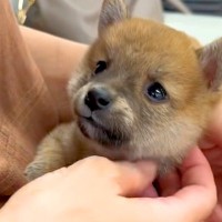 犬が苦手な母親に『子犬を飼った』と伝えたら、否定的で…会わせてみた結果→まさかの『態度の豹変』が18万再生「抱っこしたら最後」「思う壺」