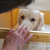 おばあちゃんのことが苦手な大型犬→諦めずに愛情を注ぎ続けた結果…心を開いて見せた『態度の変化』に感動「優しさが伝わった」「いい笑顔」