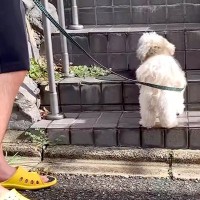散歩中、大好きなお友達の家に立ち寄る犬→何日も待ち伏せして…まるでストーカーのような光景に反響「つきまとわれたいｗ」「健気で可愛い」