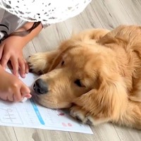 小学校から帰り、宿題をする女の子→大型犬が『早く構って』と待ちきれなくなり…尊い光景が43万再生「宿題できないｗ」「可愛い家庭教師」