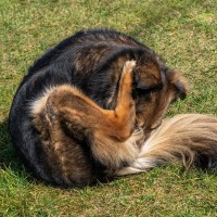 犬が『自分のおしりを舐める』理由3つ　放っておいて大丈夫？注意すべき状態まで