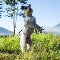 犬がやりがちな『可愛い危険行動』10選　愛犬の安全を守るために飼い主ができることまで