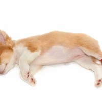 小型犬の飼い主が『ゾッとしたこと』6つ　暮らしの中で起こり得る危険なトラブルとは？