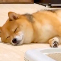 柴犬を『甘やかして育てた』結果→「わかりすぎるｗｗ」「我が家も全く同じです」思わず共感してしまう『可愛すぎる成長』に82万再生の反響