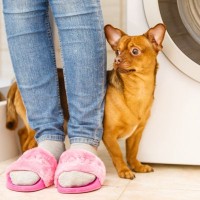 犬が『喜んでいない』ときにみせる行動4つ　良かれと思ってやっていることが愛犬の負担になっているかも…
