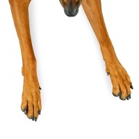 犬の散歩後『毎回足は洗うべき』？正しいお手入れ方法や汚れ対策まで解説