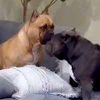 『お散歩行こう』と犬に耳打ちした結果→なぜか他の犬の場所へ行き…まさかの行動が67万再生「呼びに行くの愛おしい…」「なんて賢い」と称賛