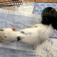 『クサくて汚くて可愛くない』と言われた繁殖引退犬…愛情を与え続けた結果→思わず見違える『現在』に涙「目キラキラしてる」「愛のおかげ」