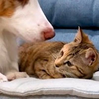 保護猫が家にやってきたら、2匹の犬が喜び過ぎて…想像以上に『愛が重すぎる光景』が29万再生「ゼロ距離で草」「ビショビショで笑うｗｗ」