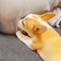 男性のおしりに顔を突っ込む子犬→『オナラ』をした結果…とんでもなく可愛い『ブチギレる光景』が345万再生「笑った」「微動だにしない尻ｗ」