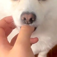 15時間ぶりに帰宅→ドアを開けたら、犬が出迎えて…赤ちゃんすぎる『まさかの甘え方』が243万再生「こんなの見たことない」「破壊力やばい」