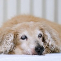 シニア犬の『危険な症状』5選　病気の可能性や絶対に見逃してはいけない状態まで