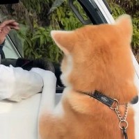秋田犬が、軽トラに乗った『大好きなおじちゃん』を発見したら…気付いた瞬間の『愛情いっぱいのごあいさつ』が10万再生「嬉しさ爆発」「素敵」