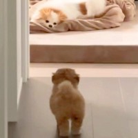 実家からやってきた犬が気になる『赤ちゃん犬』→警戒されてしまい…思わず守りたくなる行動が83万再生「怒り方も超絶可愛い」「キュンとした」