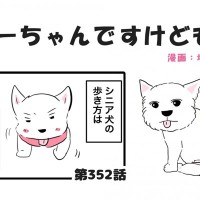 ちーちゃんですけどもっ【第352話】「魅力がいっぱいシニア犬」
