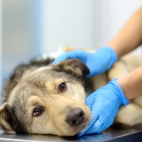 犬が『嘔吐』したときの危険な症状５選　病気の可能性や受診のタイミングまで