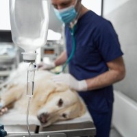 犬が『体調不良を訴えている』サイン5つ　早めに気づいてあげるためにできることまで