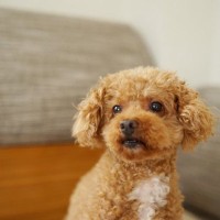 犬が亡くなるかもしれない『危険な留守番方法』５選　怪我のリスクや起こり得るトラブルとは？