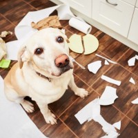 犬が『上目遣い』をする心理５選　何を考えているの？じっと見つめてきたときの注意点まで