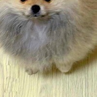 外国人に『かわいいタヌキの赤ちゃん』と言われた子犬→思わず納得する『赤ちゃん時代』に4万いいね集まる「確かにたぬきｗ」「かっわいい…」
