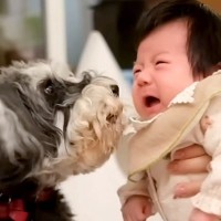 2匹の犬が『赤ちゃんを初めて会った』結果→ご挨拶の後も見守ってくれて…まるで本当のお姉さんのような光景に感動「尊い…」「素敵な家族」