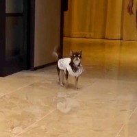 小さなチワワが『結婚式でリングドッグに挑戦した』結果→パパとママを見つけられなくて…まさかのハプニングと結末に反響「頑張ったね」「感動」