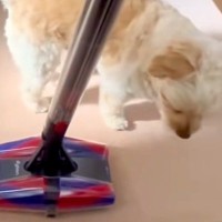 掃除機を『敵』と認識した犬→横目で様子をうかがっていると思ったら…まさかの『反撃方法』が40万再生「渾身の一撃で草」「やったった感ｗｗ」