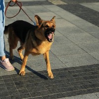 犬が他の犬に『威嚇する』心理3つ　怒ってしまう要因や落ち着かせるために飼い主がすべきことまで