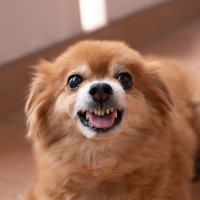犬が『初対面の人と仲良くなれない』理由4つ　警戒心を抱いてしまう原因まで解説