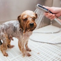 犬が『シャワーを嫌がる』心理4つ　お風呂が苦手に感じてしまう理由や解決策まで