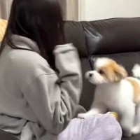 『犬が怖い女の子』と『初めて怖がられる犬』あまりにも可愛い"ふたりのやり取り"に996万再生の反響「てんやわんやｗｗ」「癒されました」