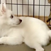 犬を預かったら、家にいた猫が『遊ぼうよ』とお誘いをして…シュールすぎる『衝撃の誘い方』が115万再生「忍者かな？ｗ」「犬困惑してて草」