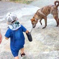 小さな男の子が『元猟犬のリード』を持って散歩に挑戦→気を遣って見せた『まさかの光景』に反響「しっかり理解してる」「いい関係」「感動した」