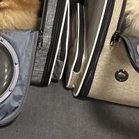 『動物病院』に連れて行かれた犬2匹→帰宅後…まさかの『静かなる抗議』に1万いいね「不信感MAXで可愛いｗ」「申し訳ないけど笑っちゃった」