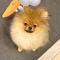 ふわふわで赤ちゃんのように可愛い犬→血統書で判明した『衝撃の本名』が6000万表示の大反響「不意打ちすぎて笑った」「可愛いｗｗ」と爆笑