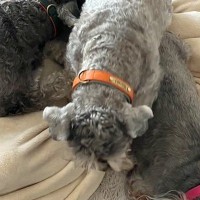 整体院で働く3匹の看板犬→希望者のみの『犬オプション』が羨ましすぎると40万表示「思ったよりすごい圧で草」「最高」「癒しの力が凄そうｗ」
